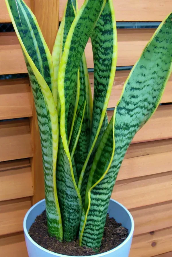 多肉植物 サンスベリア：初心者でも【絶対成功】簡単ケアで驚くほど元気に！
